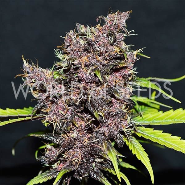 Purple Afghan Kush Ryder by World of Seeds – Resistant to Pests – Auto-Flowering – Super Strength – image 1 – Seed City