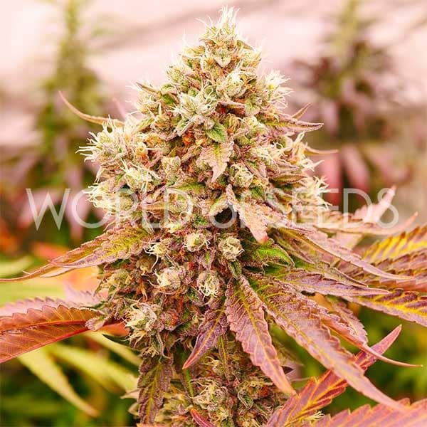 Burger Kush cannabis seeds – Indica-heavy – Super Strength – Beginning of October – image 1 from Seed City