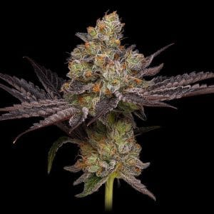 Purple Afghan Kush