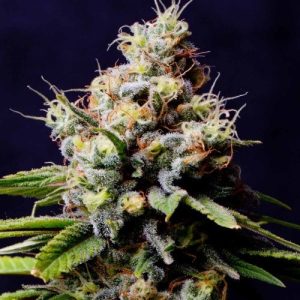 Purple Berry Kush by Spliff Seeds – Outdoor cultivation – 12/12 Photoperiod – Insomnia – image 1 – Seed City