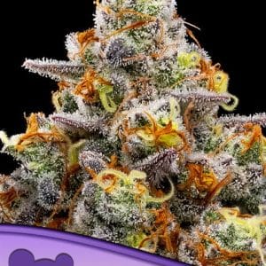 Image 1 of Purple Boost Highness cannabis by Anesia Seeds – Indoor – Sweet – 12/12 Photoperiod – Seed City