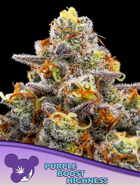 Image 1 of Purple Boost Highness cannabis by Anesia Seeds – Indoor – Sweet – 12/12 Photoperiod – Seed City
