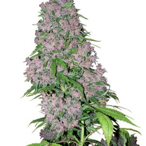 Purple Bud from White Label Seeds