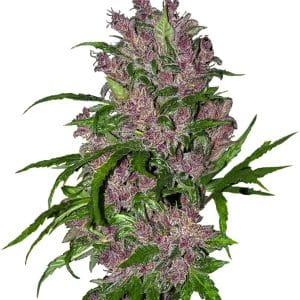 Purple Bud Automatic cannabis seeds – Indica-heavy – Indoor-friendly – Auto-Flowering – image 1 from Seed City