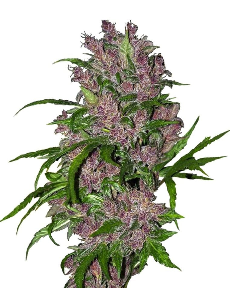 Purple Bud Automatic cannabis seeds – Indica-heavy – Indoor-friendly – Auto-Flowering – image 1 from Seed City
