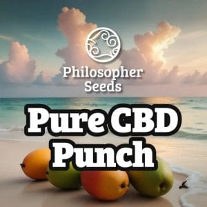 Purple CBD Punch