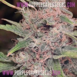 Purple Caper