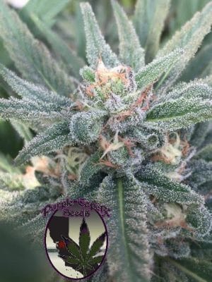 Purple Caper OG
