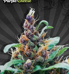Purple Cheese by Auto Seeds – Auto-Flowering – Indica-heavy – Female seeds – image 1 – Seed City