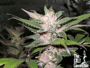 Purple Chem