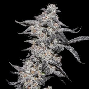 Purple Cherry Popper cannabis seeds – Indica-heavy – Berry – Guaranteed female plants – image 1 from Seed City