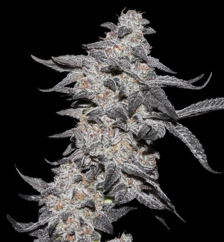 Purple Cherry Popper cannabis seeds – Indica-heavy – Berry – Guaranteed female plants – image 1 from Seed City