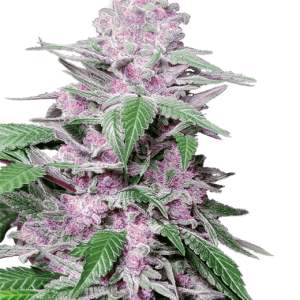 Purple Cookie Kush by Sensi Research Seeds – Mostly Indica – Relaxing – 12/12 Photoperiod – image 1 – Seed City