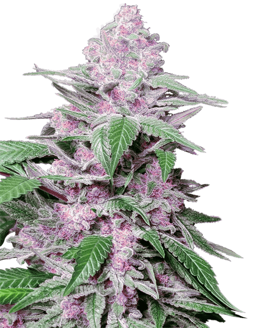 Purple Cookie Kush by Sensi Research Seeds – Mostly Indica – Relaxing – 12/12 Photoperiod – image 1 – Seed City