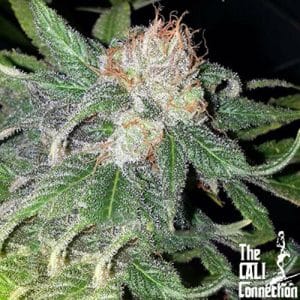 Purple Crack cannabis – image 1 – Seed City