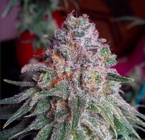 Purple Dawg Mass