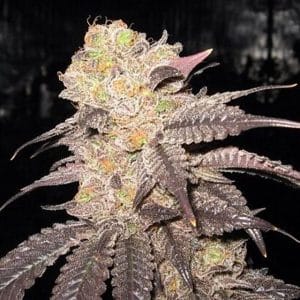 Purple Diesel by Cali Connection Seeds – 12/12 Photoperiod – Hashy – Guaranteed female plants – image 1 – Seed City