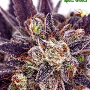 Purple Domina Auto by Anesia Seeds – Earthy – Auto-Flowering – Large yield – image 1 – Seed City