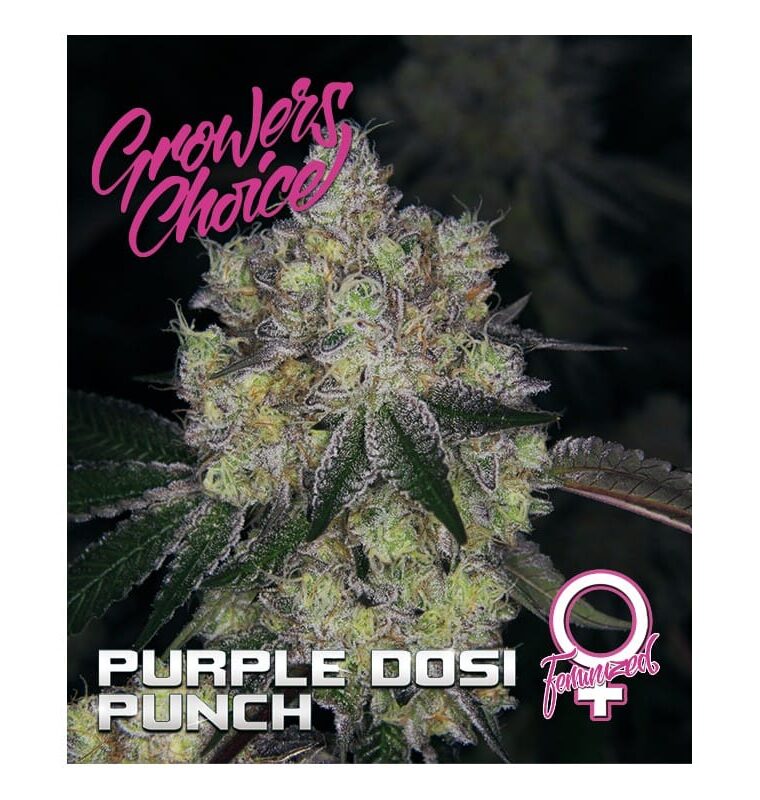 Purple Dosi Punch from Growers Choice