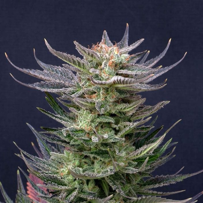 Purple Dream Auto Edition cannabis seeds – Outdoor – Floral – Auto-Flowering – image 1 from Seed City