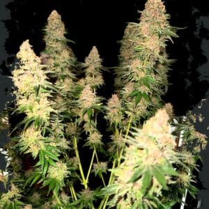 Purple Fun Dip cannabis seeds – The End of October – Cerebral – 12/12 Photoperiod – image 1 from Seed City