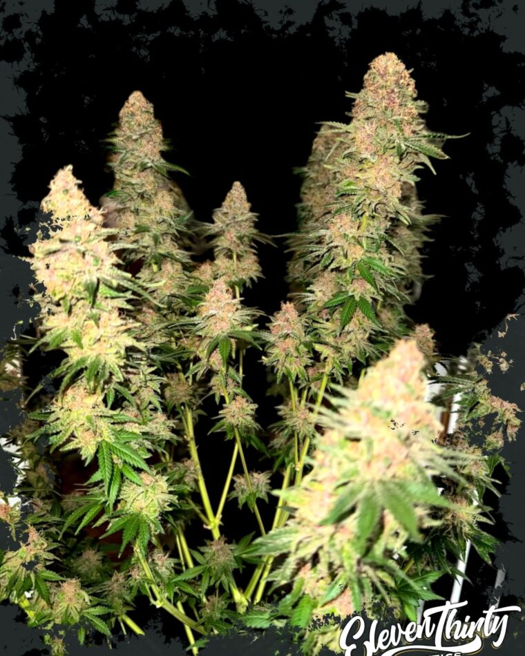 Purple Fun Dip cannabis seeds – The End of October – Cerebral – 12/12 Photoperiod – image 1 from Seed City
