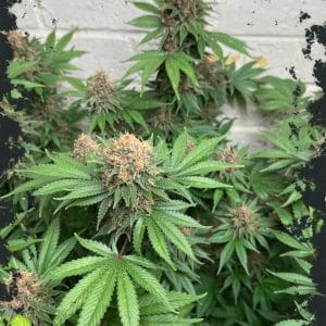 Purple Fun Dip Auto cannabis seeds – Outdoor cultivation – Feminized – Auto-Flowering – image 1 from Seed City