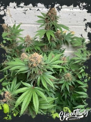 Purple Fun Dip Auto