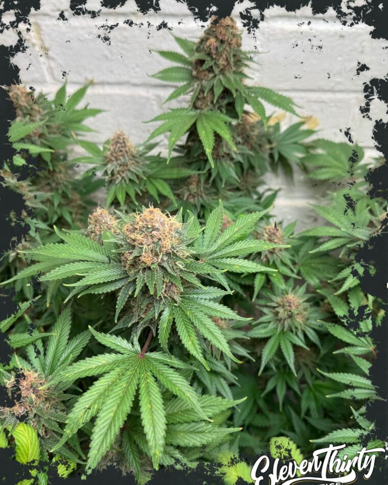 Purple Fun Dip Auto cannabis seeds – Outdoor cultivation – Feminized – Auto-Flowering – image 1 from Seed City