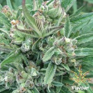 Purple Gelato cannabis seeds – Female seeds – Suited for indoor growing – 12/12 Photoperiod – image 1 from Seed City