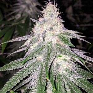 Purple Hashplant Haze