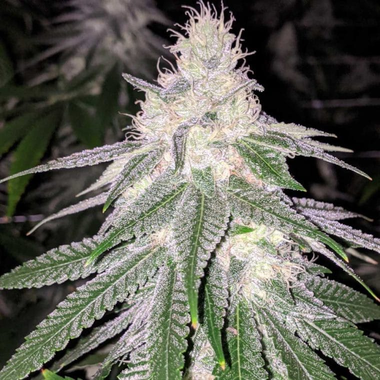 Purple Hashplant Haze by Rare Dankness Seeds – 50% Indica/50% Sativa – Hashy – 12/12 Photoperiod – image 1 – Seed City