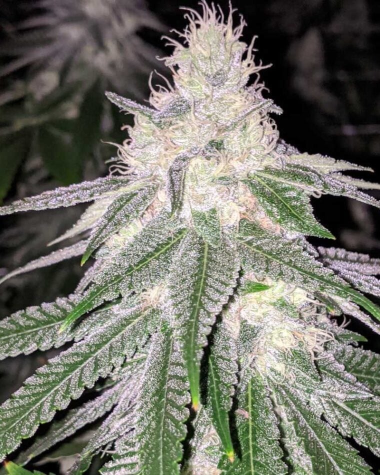 Purple Hashplant Haze by Rare Dankness Seeds – 50% Indica/50% Sativa – Hashy – 12/12 Photoperiod – image 1 – Seed City