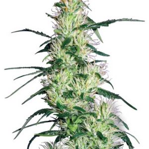 Image 1 of Purple Haze cannabis by White Label Seeds – Indoor – 12/12 Photoperiod – Super Strength – Seed City
