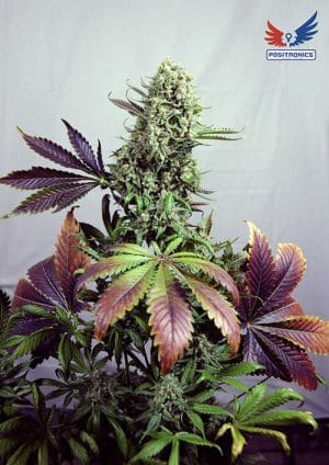 Purple Haze