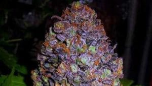 Purple Haze Auto