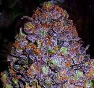 Purple Haze Auto cannabis seeds – Female seeds – Sandalwood – Depression – image 1 from Seed City