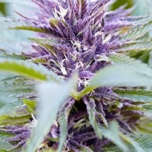 Image 1 of Purple Haze Auto cannabis by PowerStrains – Auto-Flowering – Short (up to 80cm) – Creative – Seed City