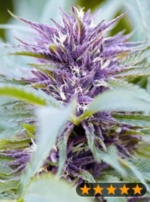 Purple Haze Auto