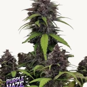Purple Haze Auto cannabis seeds – Euphoric – Excellent harvest potential – Sour – image 1 from Seed City