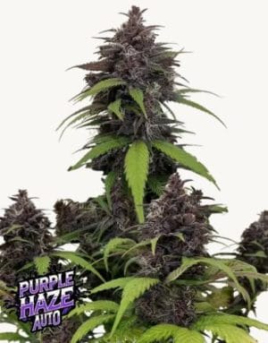 Purple Haze Auto