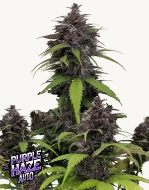 Purple Cannabis Seeds | Seed City