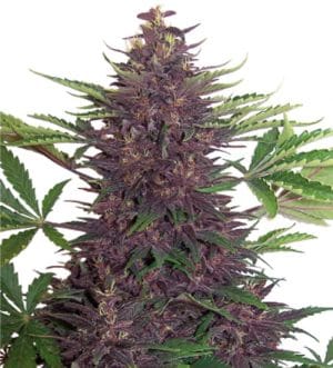 Purple Kush Auto