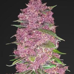 Purple Lemonade cannabis seeds – Super Strength – Citrus – Outdoor – image 1 from Seed City