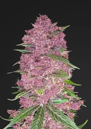 ひろとも様　ランツ 1ml &パープルクッシュ3g Purple Cannabis Seeds | Seed City