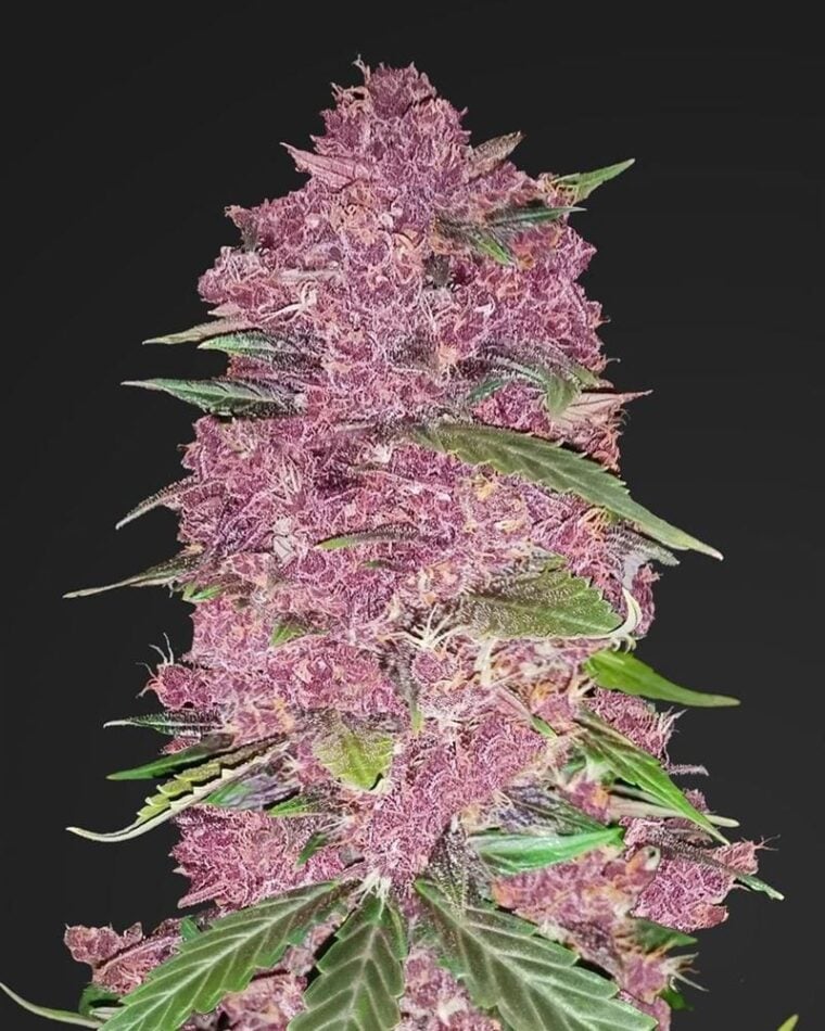 Purple Lemonade cannabis seeds – Super Strength – Citrus – Outdoor – image 1 from Seed City