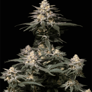 Purple Lemonade Fast Flowering by FastBuds – Sativa-leaning – 12/12 Photoperiod – Indoor-friendly – image 1 – Seed City