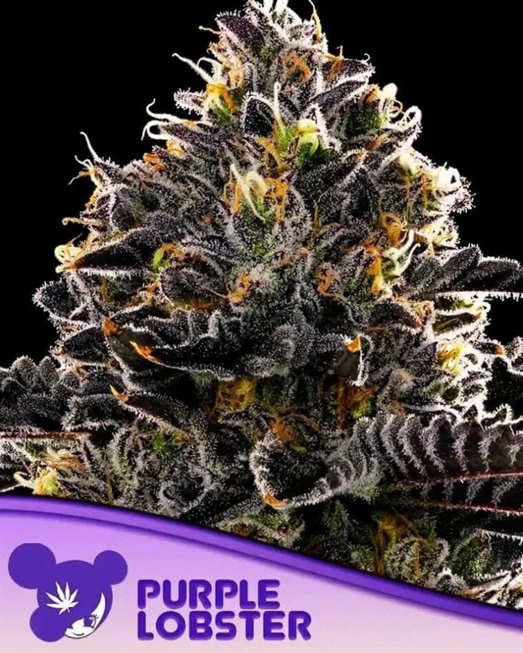 Purple Lobster cannabis seeds – Beginning of October – Fruity – 50% Indica/50% Sativa – image 1 from Seed City