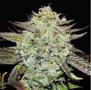 Purple Mango Kush