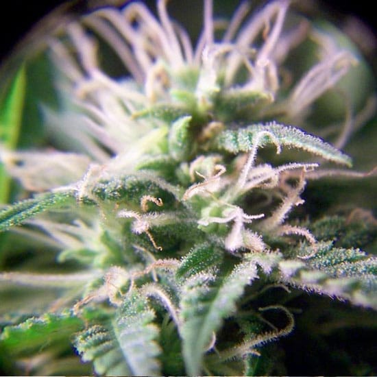 Purple Maroc by Female Seeds – Guaranteed female plants – Indoor-friendly – 12/12 Photoperiod – image 1 – Seed City